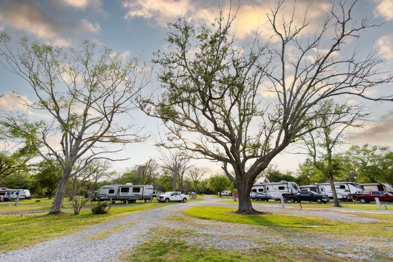 RVs parked under trees